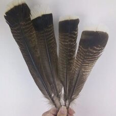 Перья индейки из хвоста 25-33 см. 1 шт. 