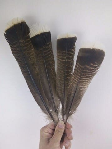 Перья индейки из хвоста 25-33 см. 1 шт.