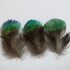Зеленые перья павлина 4-5 см. 10 шт