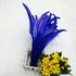 Перья петуха 30-35 см. 1 шт. Синего цвета