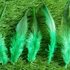 Перья петуха двухцветные 10-15 см. 50 шт. Зеленый цвет