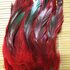 Перья петуха двухцветные 12-18 см. 20 шт. Красного цвета