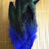 Перья петуха двухцветные 12-18 см. 20 шт. Синего цвета