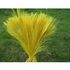 Цветные перья павлина 25-30 см. Желтый цвет