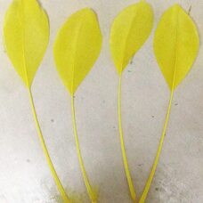 Перья гуся на ножке 13-18 см. 10 шт. Желтого цвета