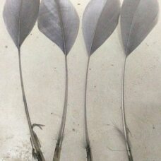 Перья гуся на ножке 13-18 см. 10 шт. Серого цвета