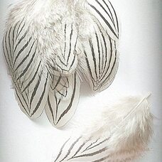 Декоративные перья серебряного фазана 10-15 см. 10 шт.