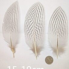 Декоративные перья серебряного фазана 15-19 см. 10 шт.