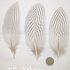 Декоративные перья серебряного Pheasаnt 15-19 см. 10 шт.