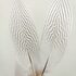 Декоративные перья серебряного Pheasаnt 24-29 см. 1 шт.