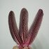 Перья цесарки 17-22 см. 10 шт. Розовый цвет