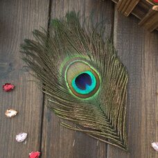 Перья павлина - Павлиний глаз 12-16 см. Натурального цвета 