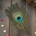 Перья павлина - Павлиний глаз 12-16 см. Натурального цвета