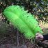 Премиум перья страуса 50-55 см. Салатовый цвет
