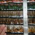 Тесьма из перьев цесарки на ленте 5-6 см, 1м. #10