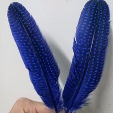 Перья цесарки 17-22 см. 10 шт. Синего цвета