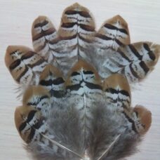 Декоративные перья королевского фазана 6-10 см. 1 шт.