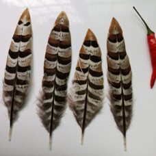 Декоративные перья фазана 10-17 см. 1 шт.
