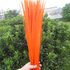 Декоративные перья Pheasаnt 40-45 см. (Хвост) 1 шт. Оранжевого цвета