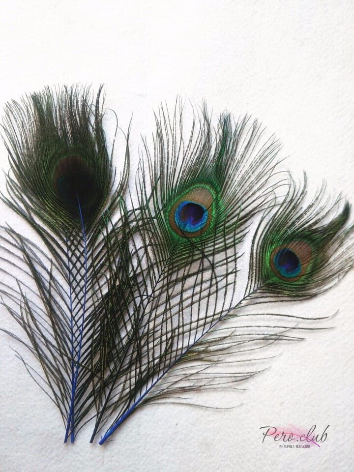 Перо павлина, натуральное, с сине-зеленым переливом, длина 5-9 см (1 шт.)