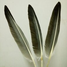 Натуральные перья гуся 28-35 см. 10 шт.