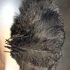 Перья страуса 30-35 см. Черный цвет