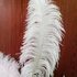 Премиум перья страуса 55-60 см. Белый цвет