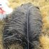 Премиум перья страуса 55-60 см. Черный цвет