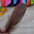 Набор перьев гуся 13-18 см, 20 шт, тёмно-коричневый