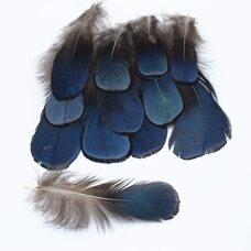 Декоративные перья алмазного фазана 7-10 см. Голубые. 10 шт.