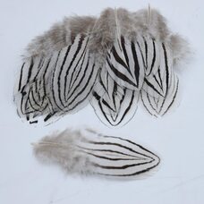 Декоративные перья серебряного фазана 10-15 см. 10 шт.