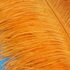 Премиум перья страуса 50-55 см. Оранжевый цвет