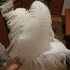 Премиум перья страуса 50-55 см. Белый цвет