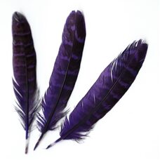 Декоративные перья фазана 10-15 см. 10 шт. Фиолетовые