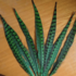 Декоративные перья Pheasаnt 30-35 см. Зеленые