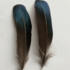 Декоративные перья Pheasаnt 10-15 см. 10 шт.
