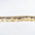 Тесьма из перьев цесарки на ленте 5 см, 1м. Белые