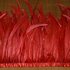 Тесьма из перьев петуха на ленте 25-30 см. Красный цвет