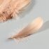 Набор перьев гуся 13-18 см, 20 шт, светло-коричневый