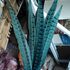 Декоративные перья Pheasаnt 30-35 см. Голубые