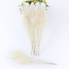 Цветные перья павлина 25-30 см. Белый цвет