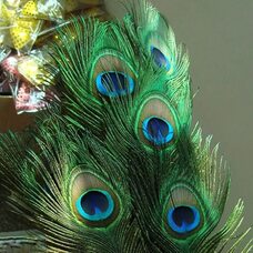 Перья павлина 40-50 см. Натуральный цвет