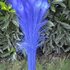 Цветные перья павлина 70-80 см. Синий цвет 