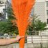 Цветные перья павлина 70-80 см. Оранжевый цвет 