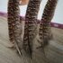Декоративные перья Pheasаnt 9-14 см. 10 шт.