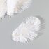 Перья страуса 15-20 см. Белый цвет